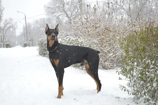 doberman on snow