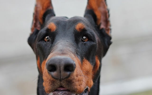 doberman profile