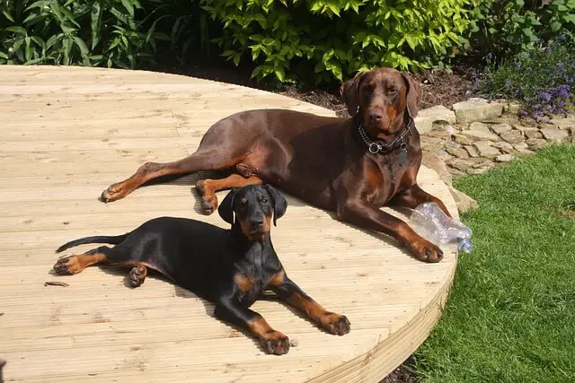 Cachorro doberman y adulto