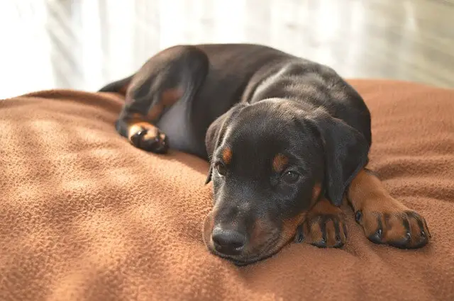 doberman puppy laying