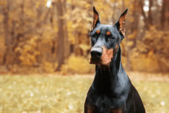 Doberman