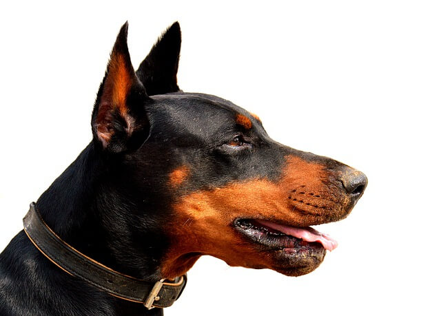 doberman