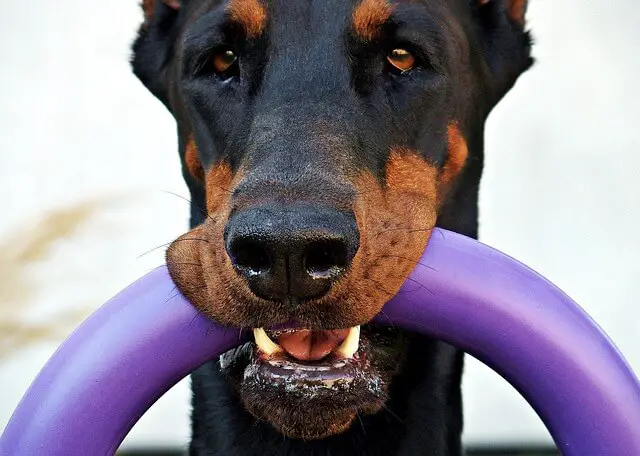 doberman with a toy
