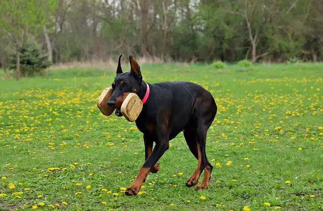 doberman with toy