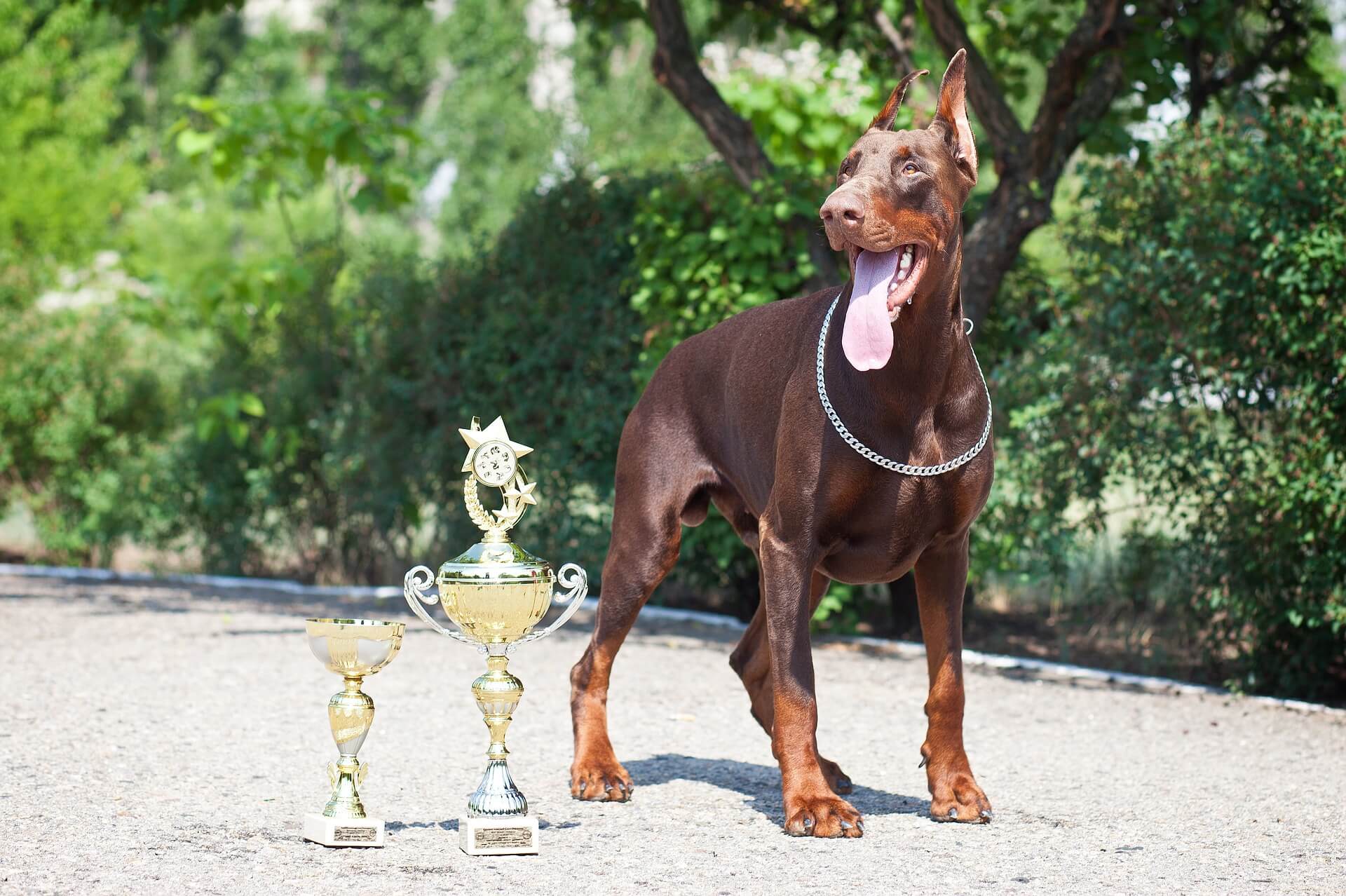 doberman with trophies