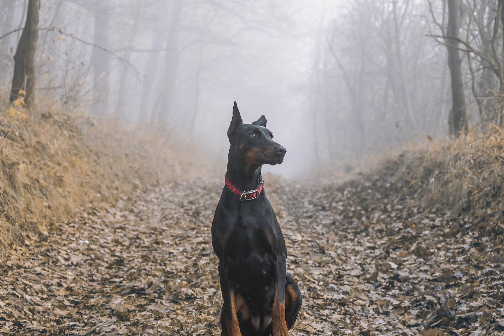 dobie in woods