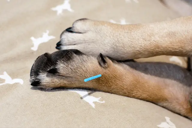 dog acupuncture