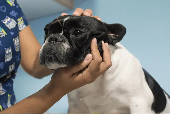 dog Acupuncture