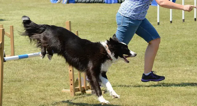 agilidad del perro