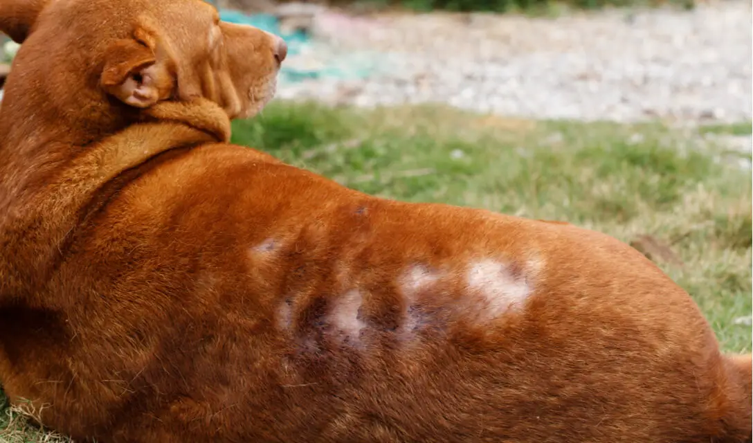 dog alopecia