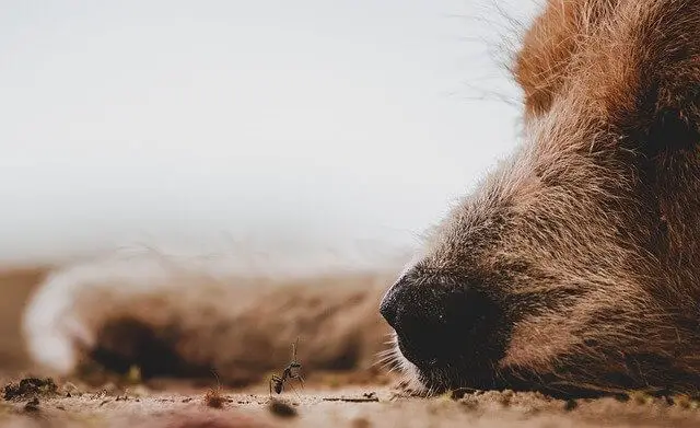 dog and ant