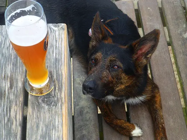 dog and beer