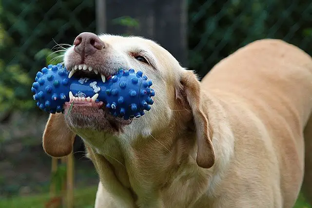 dog and blue toy
