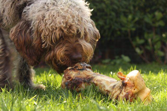 dog and bone