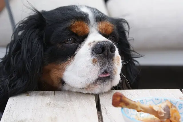 dog and bone