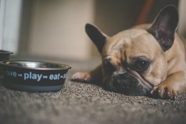 dog and bowl