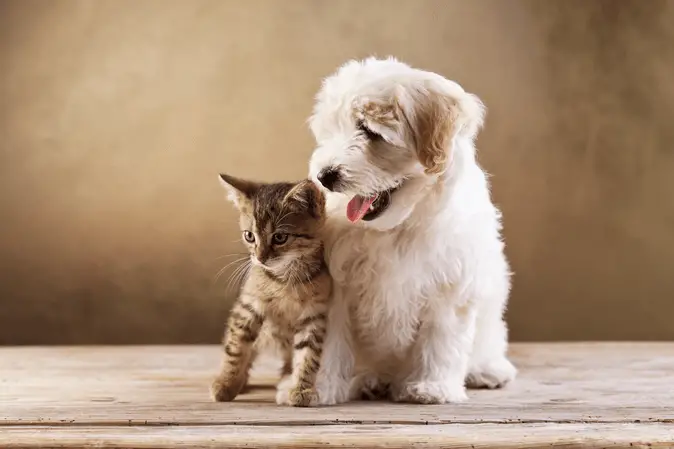 dog and cat