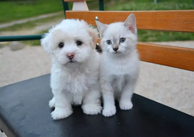 dog and cat