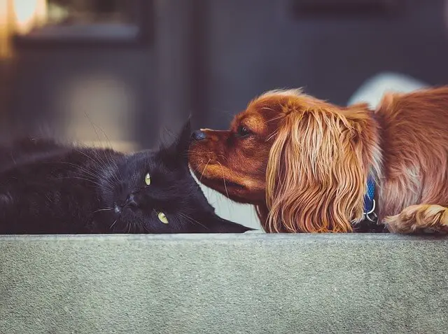 dog and cat