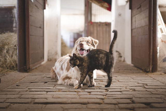 gato y cachorro