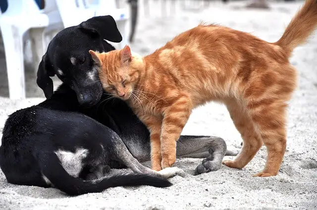 dog and cat