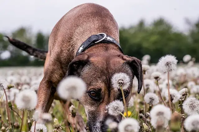 dog and dandelions