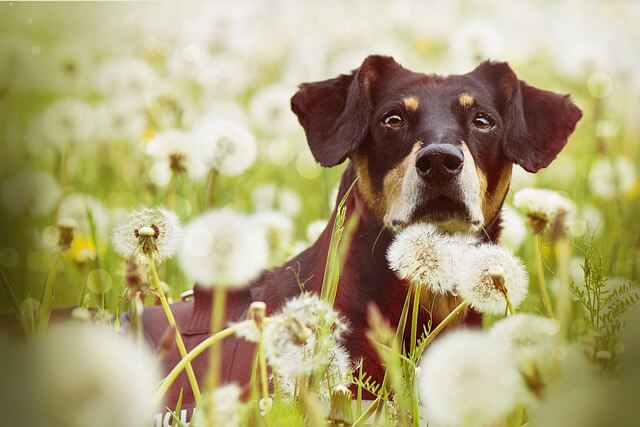 dog and dandelions