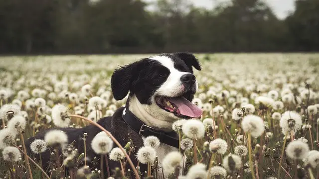 dog and dandelions