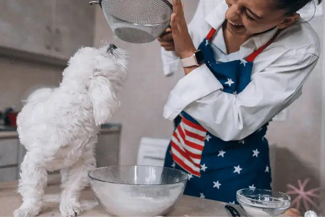 dog and flour