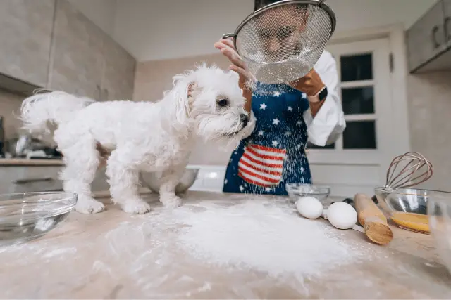 dog and flour
