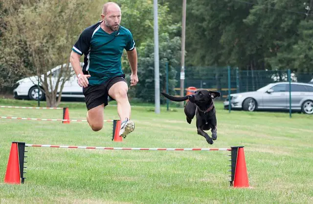 dog and human running