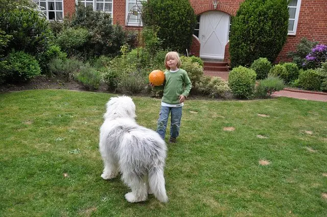 dog and kid playing
