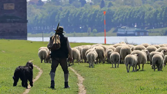 dog and shepherd guarding a flock