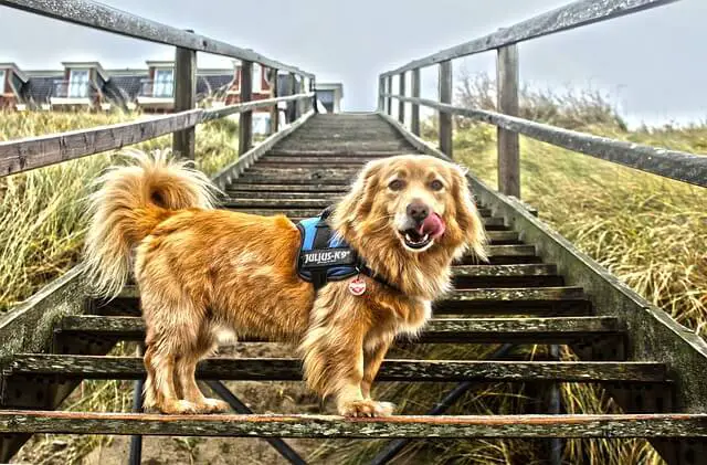 dog and stairs