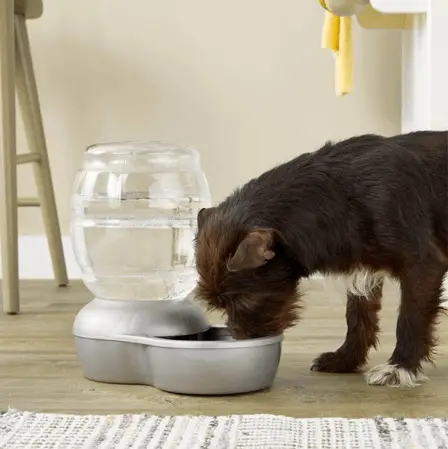 dog and water dispenser