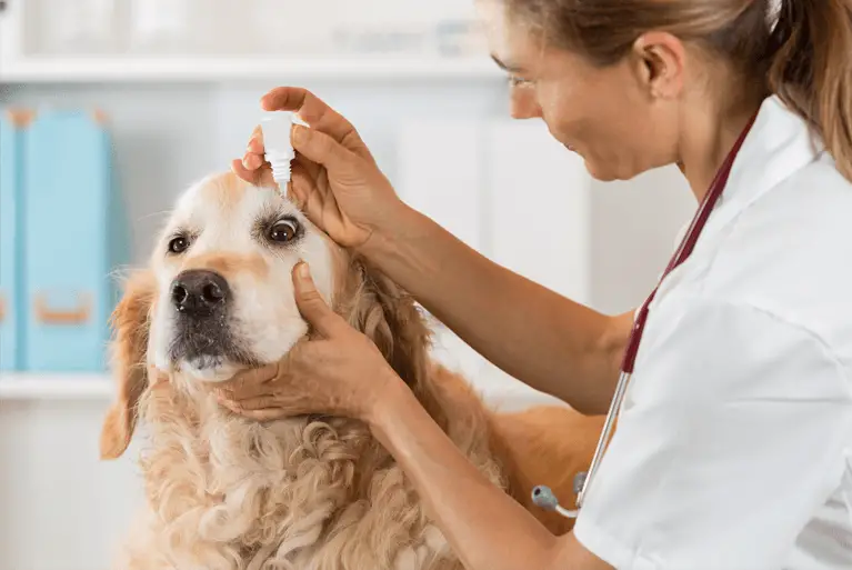 dog at vet