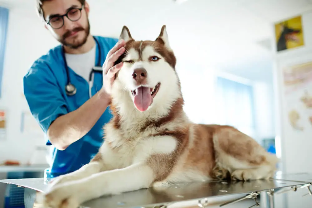 dog at vet