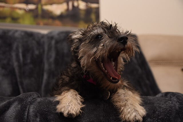 dog barking on couch