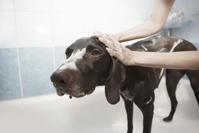 dog-bath