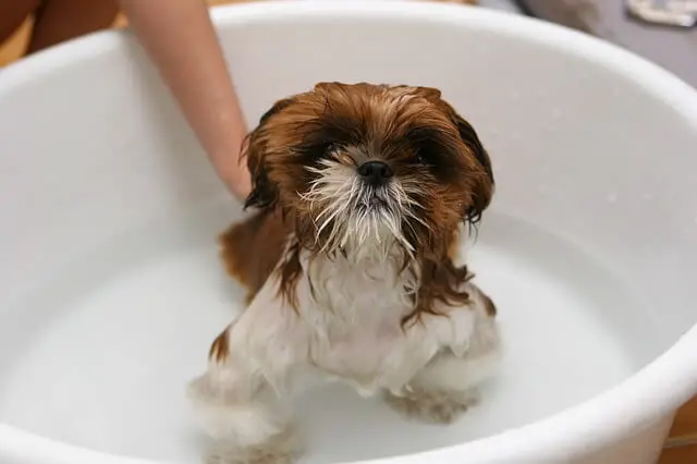 cane che bagna