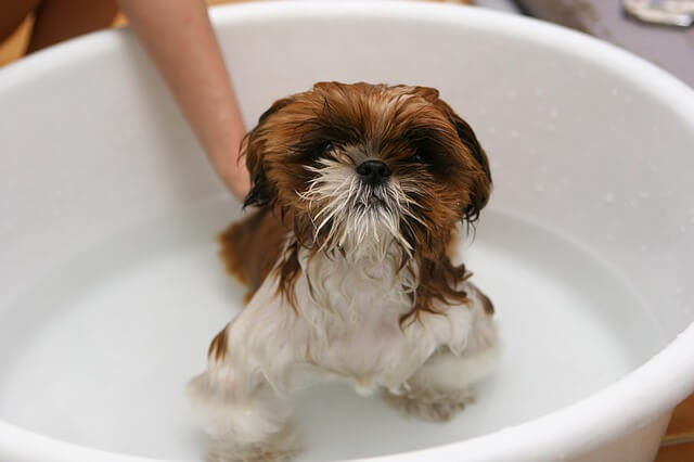 dog bathing