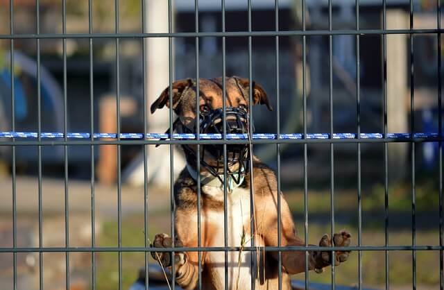 dog behind fence