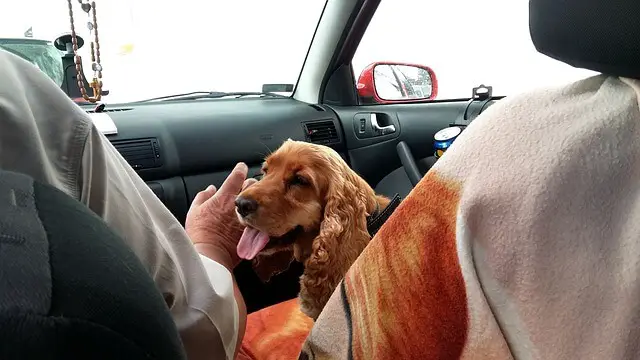 dog being petted in the car