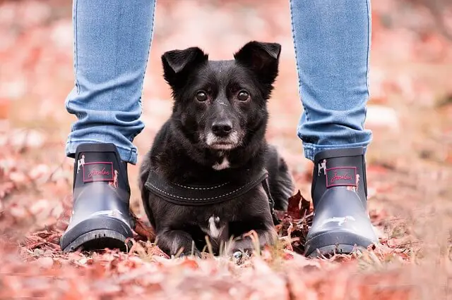 dog between legs