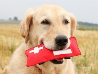 bolsa de sangre de perro