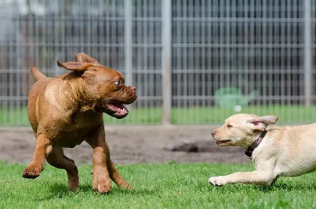 dog-boarding playing