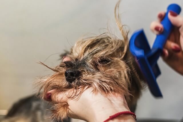 dog brushing