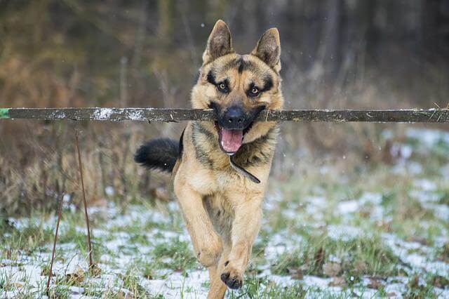 dog carrying a big stick