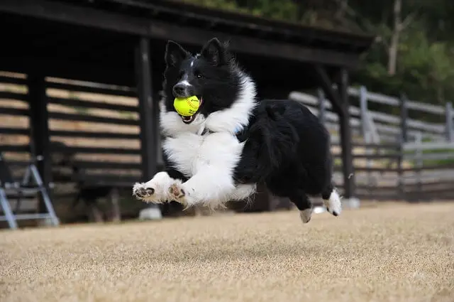 dog carrying a tennis ball