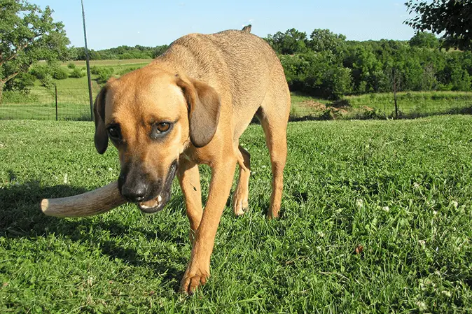 dog carrying elk antler